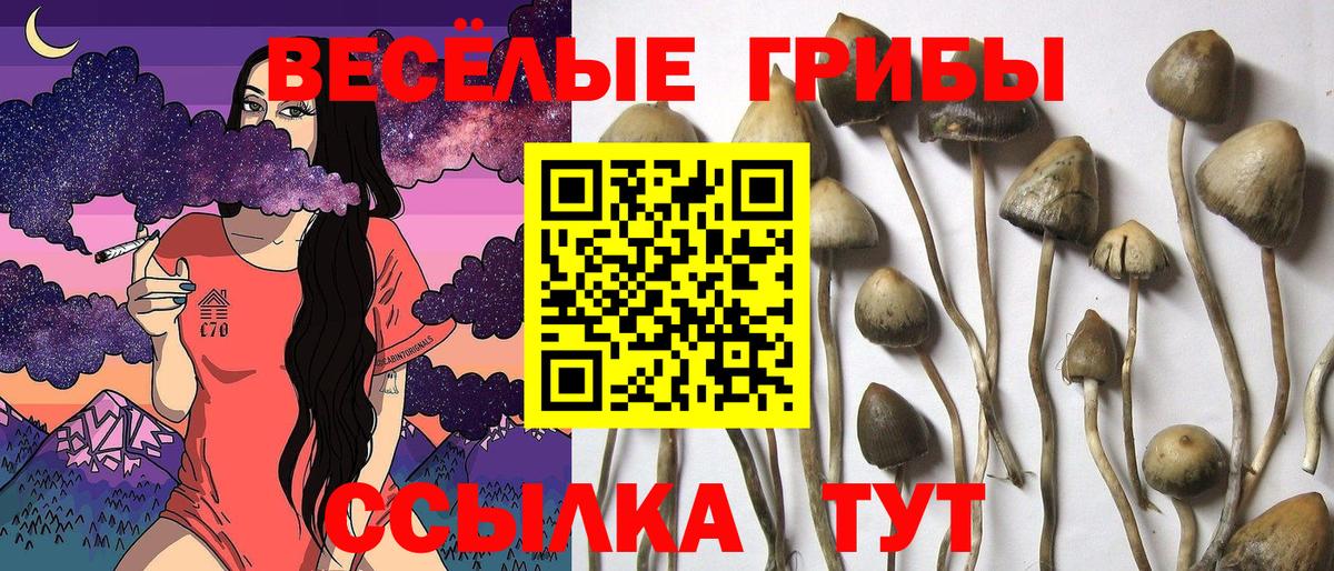 Галлюциногенные грибы Psilocybe Ульяновск